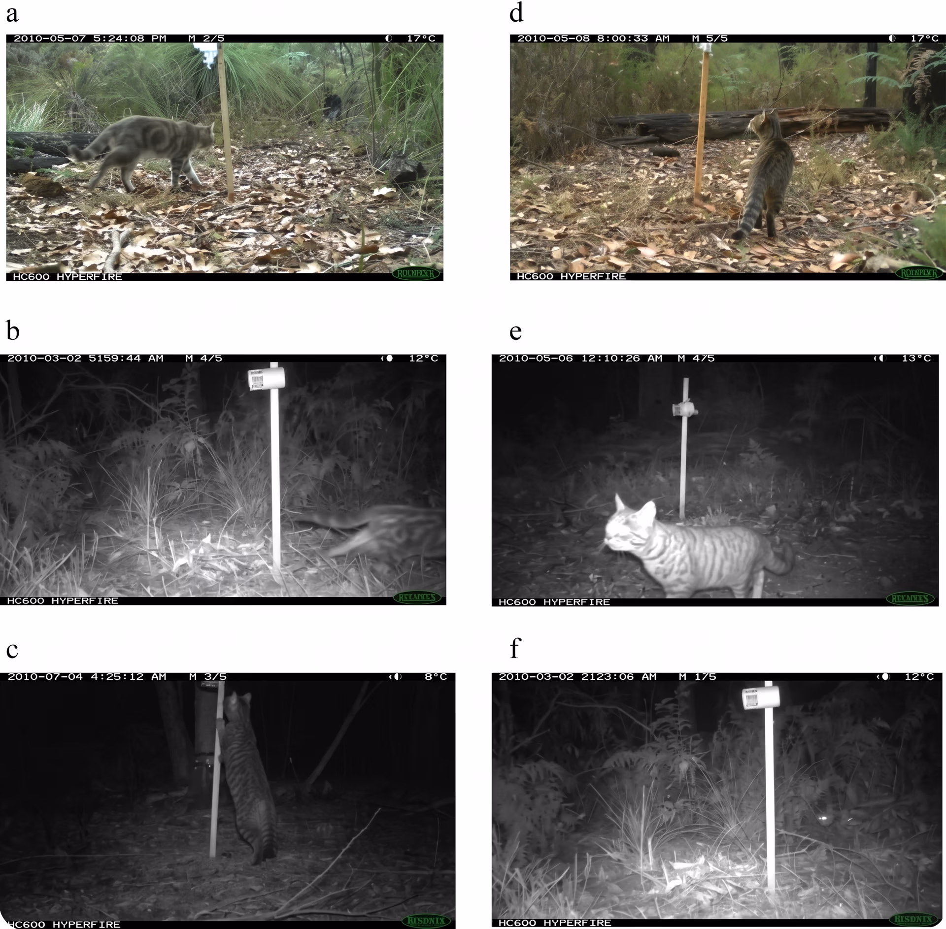 Images of a feral cat captured using trail cams