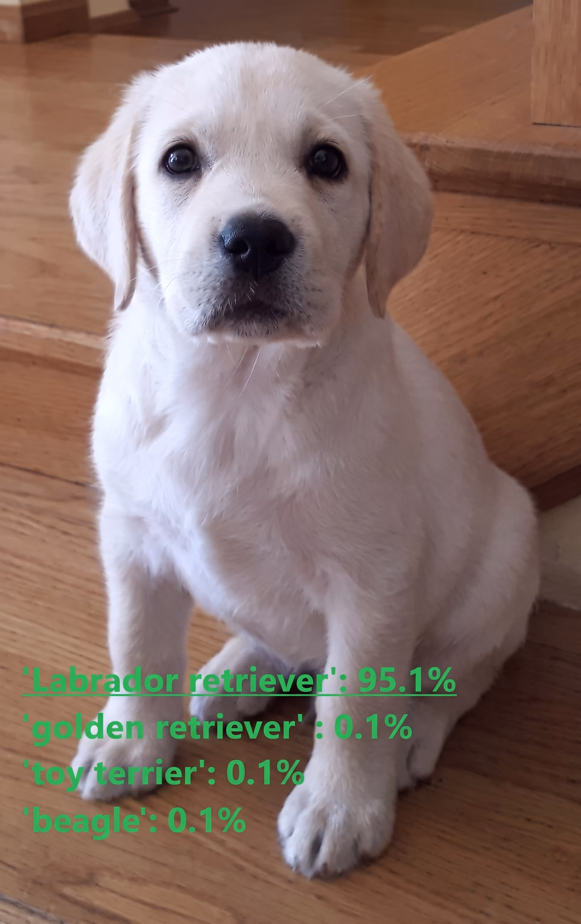 Using ResNet-50 to classify an image of a dog