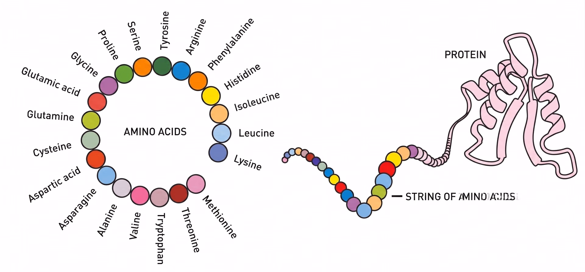 The structure of proteins