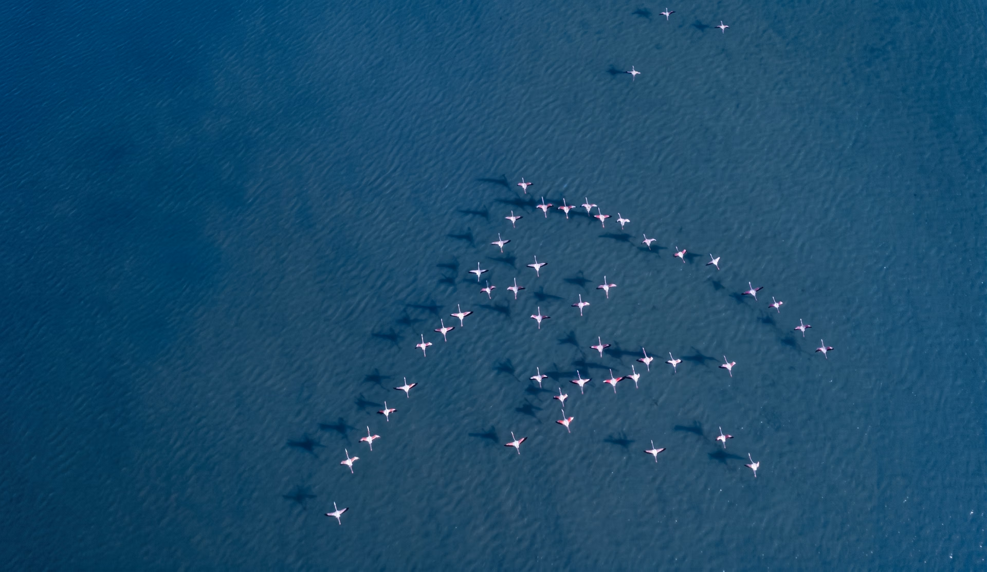 Swarm intelligence and its role in vision AI
