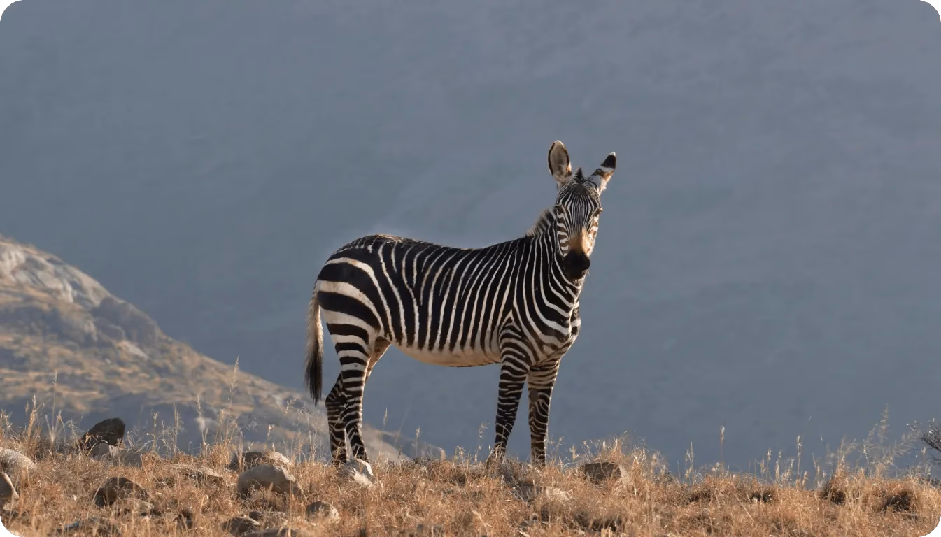 L'IA dans la conservation de la vie sauvage