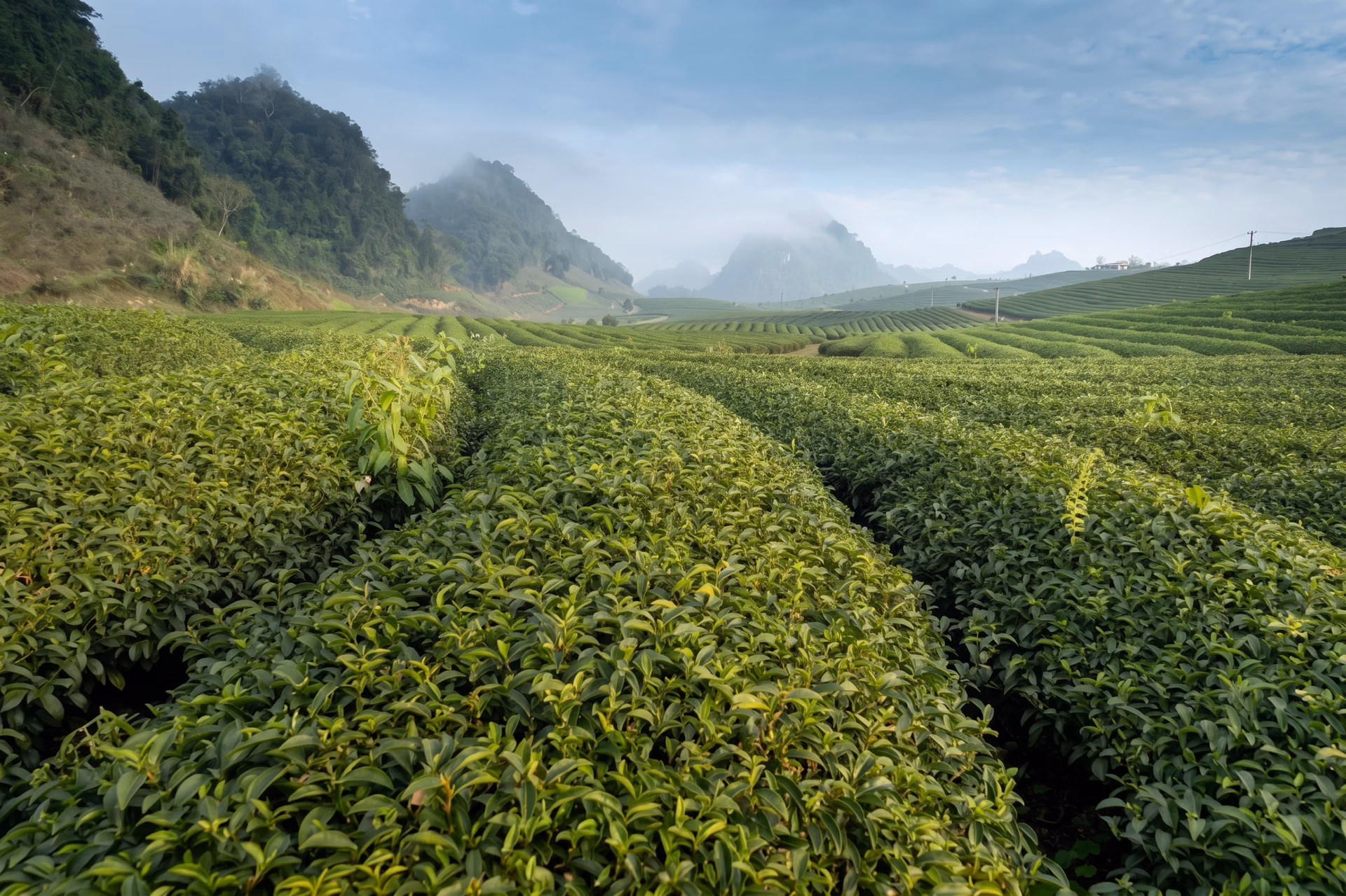 传统的茶园