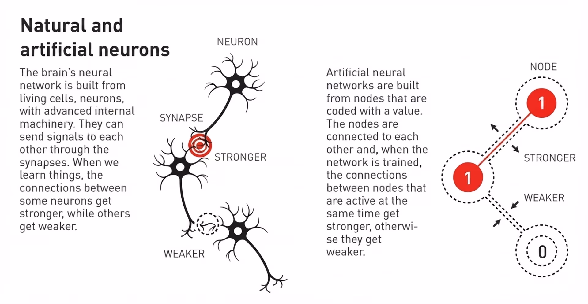 Comparing natural and artificial neurons
