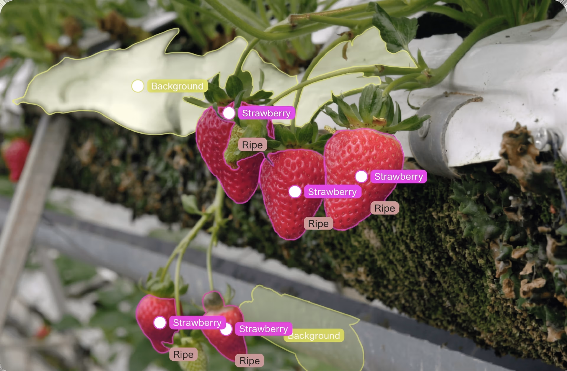 Computer vision system detecting ripe strawberries in the field