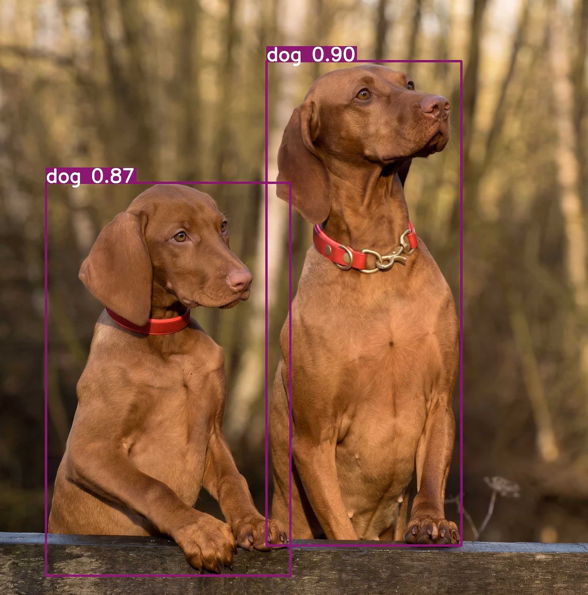 Using the exported Ultralytics YOLO11 model to detect objects in an image