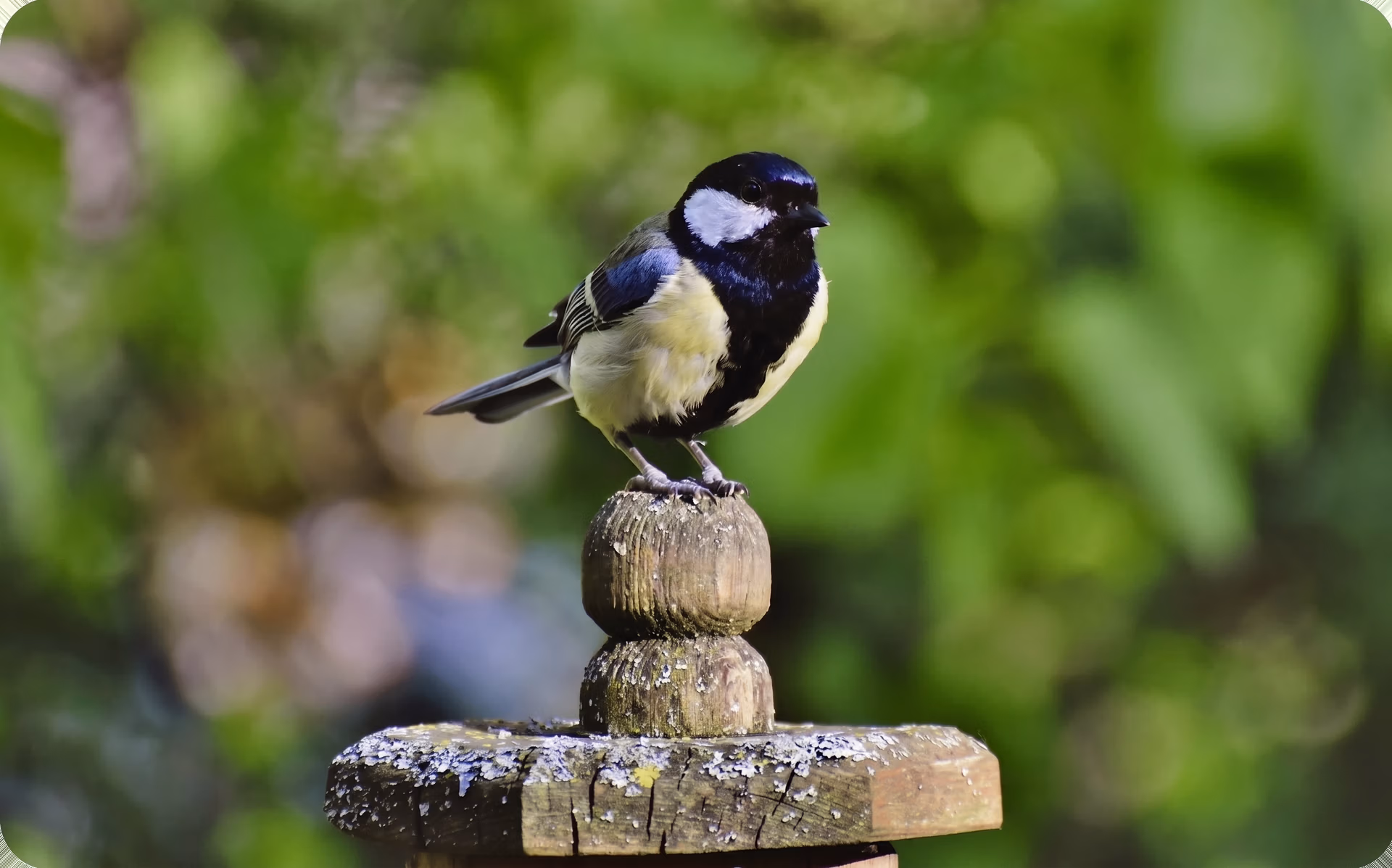 Birdwatching as a key part of ornithology