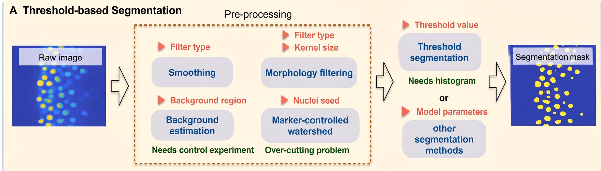An example of thresholding-based cell segmentation