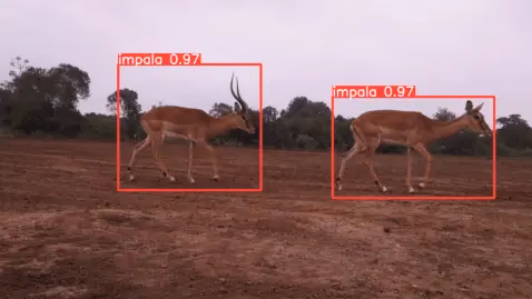 Rilevamento di impala con YOLOv5