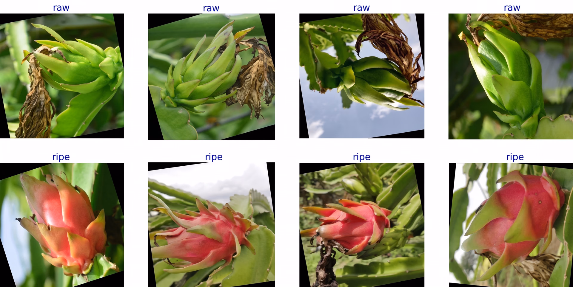 Images of raw vs. ripe dragon fruit for dataset creation
