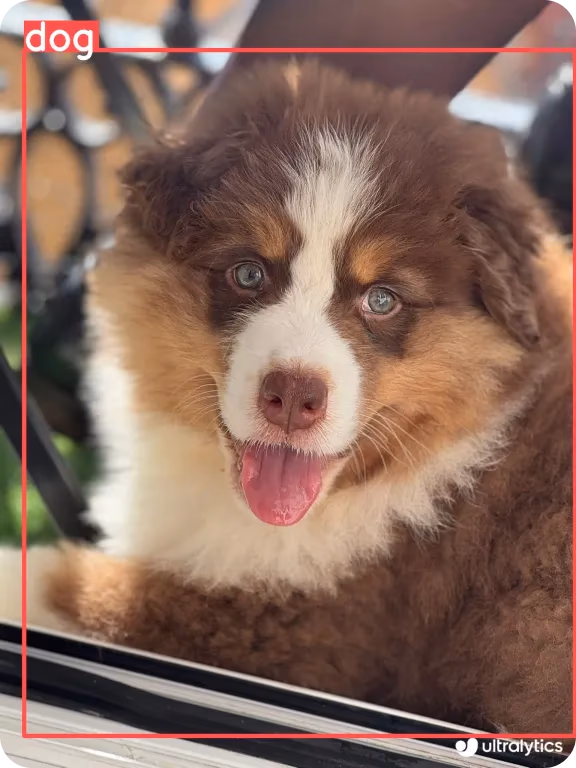 Blues, il Dog Executive Officer (DEO) di Ultralytics