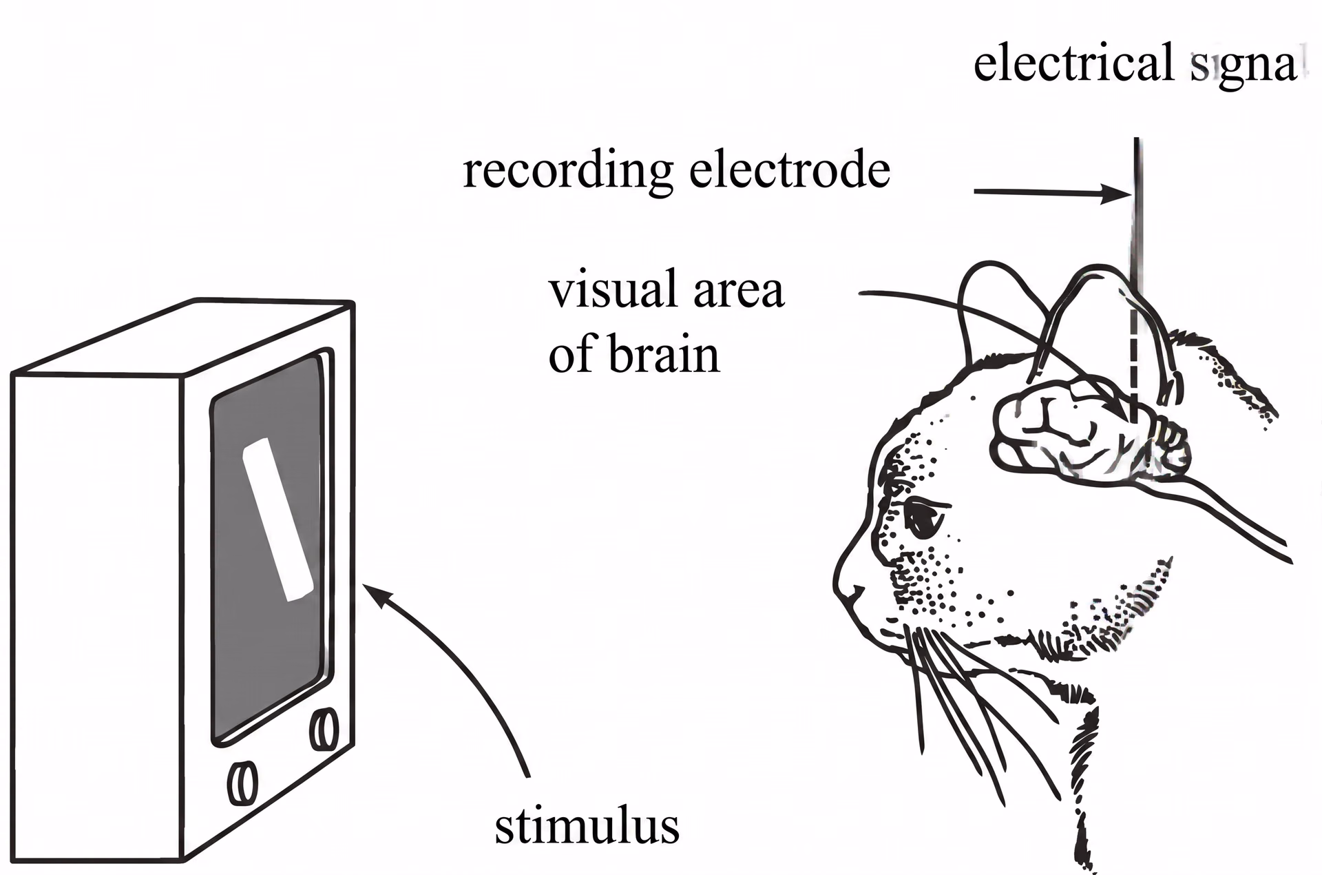 Computer vision alanında feature extraction ilham veren kedi beyin deneyi