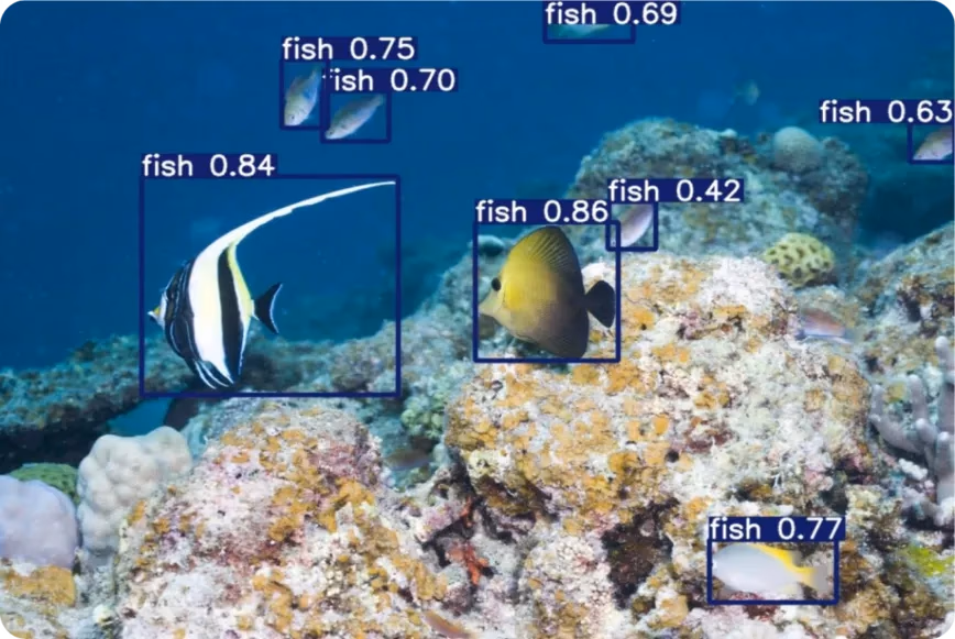YOLO11 détectant des espèces de poissons dans un environnement sous-marin
