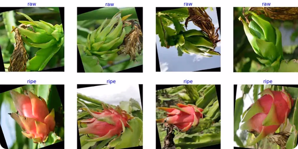 Bilder von rohen vs. reifen Drachenfrüchten für die Datensatzerstellung