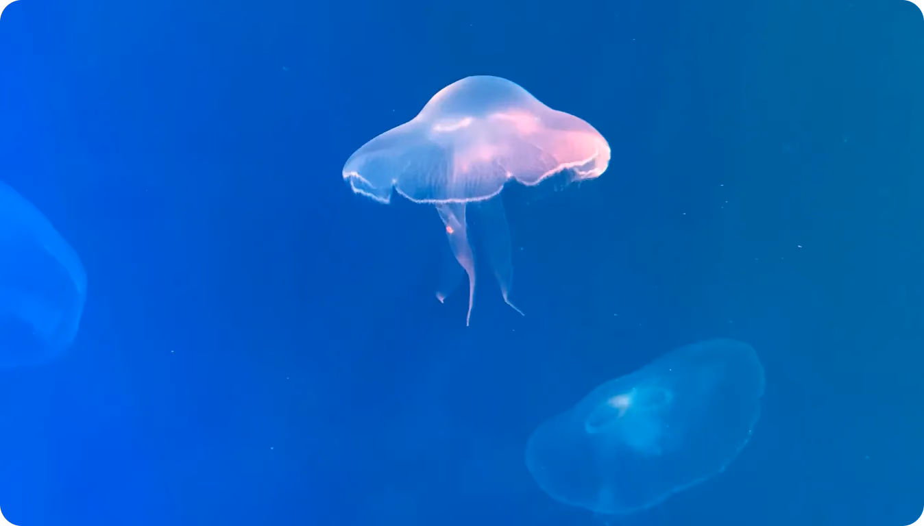 La vision par ordinateur de YOLO11 détectant des objets dans un environnement sous-marin