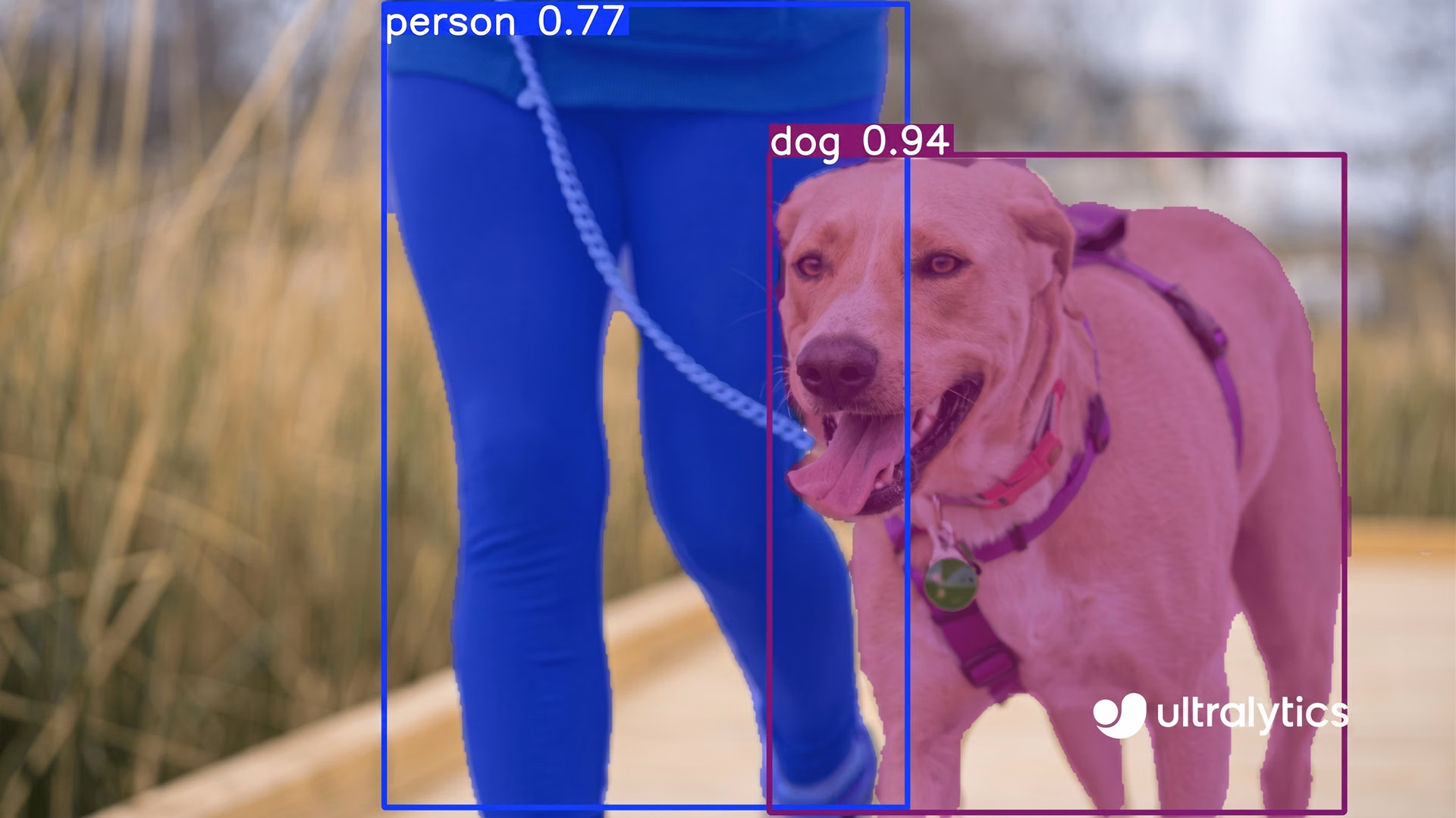 Bir insanı ve bir köpeği tespit etmek ve bölütlemek için YOLO11 kullanma