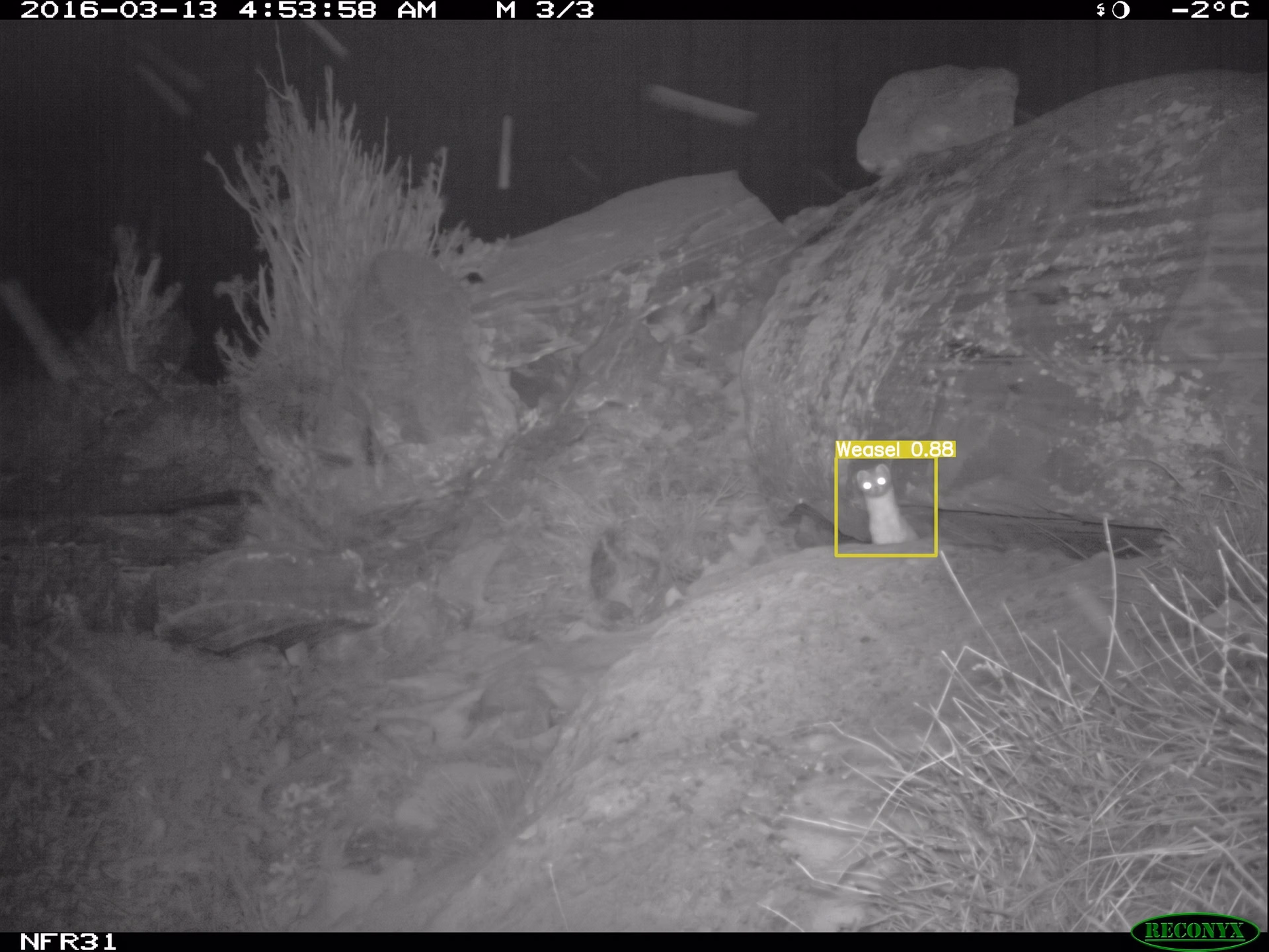 Weasel Detected With YOLOv5