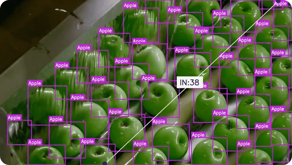 Manzanas verdes en una cadena de montaje detectadas por YOLO
