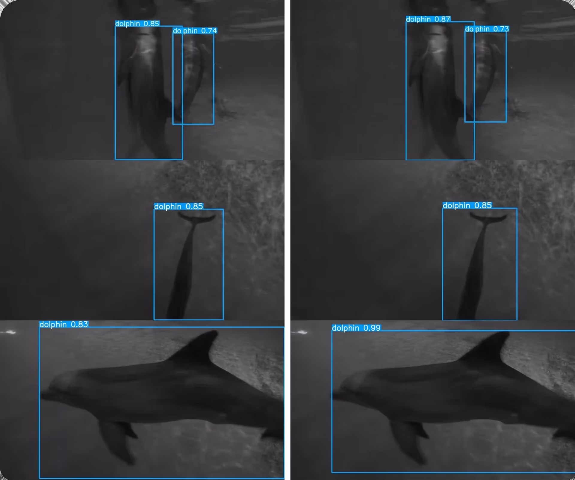 Ultralytics YOLO11 detecting and classifying dolphins in underwater environments