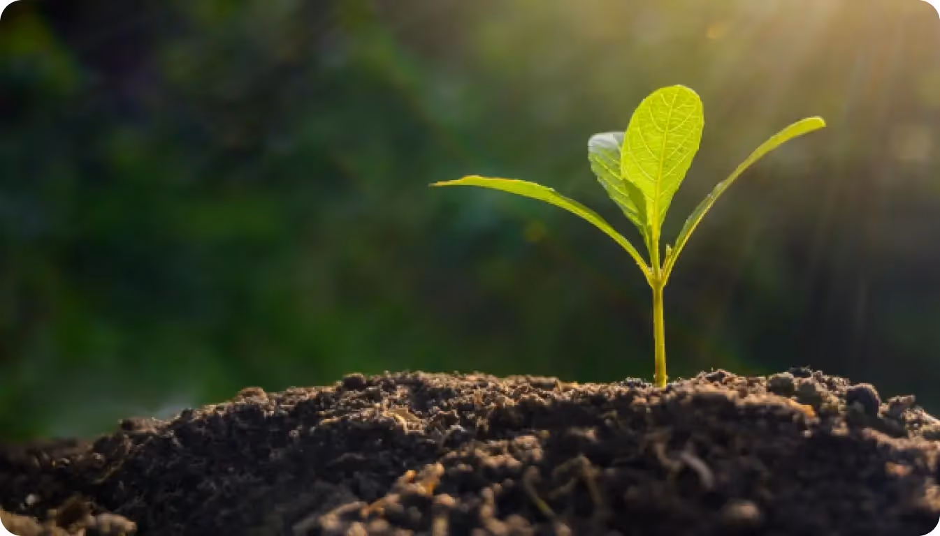 L'IA révolutionne l'agriculture et la gestion des cultures
