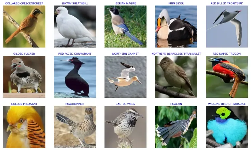 Aperçu d'un jeu de données de différentes espèces d'oiseaux