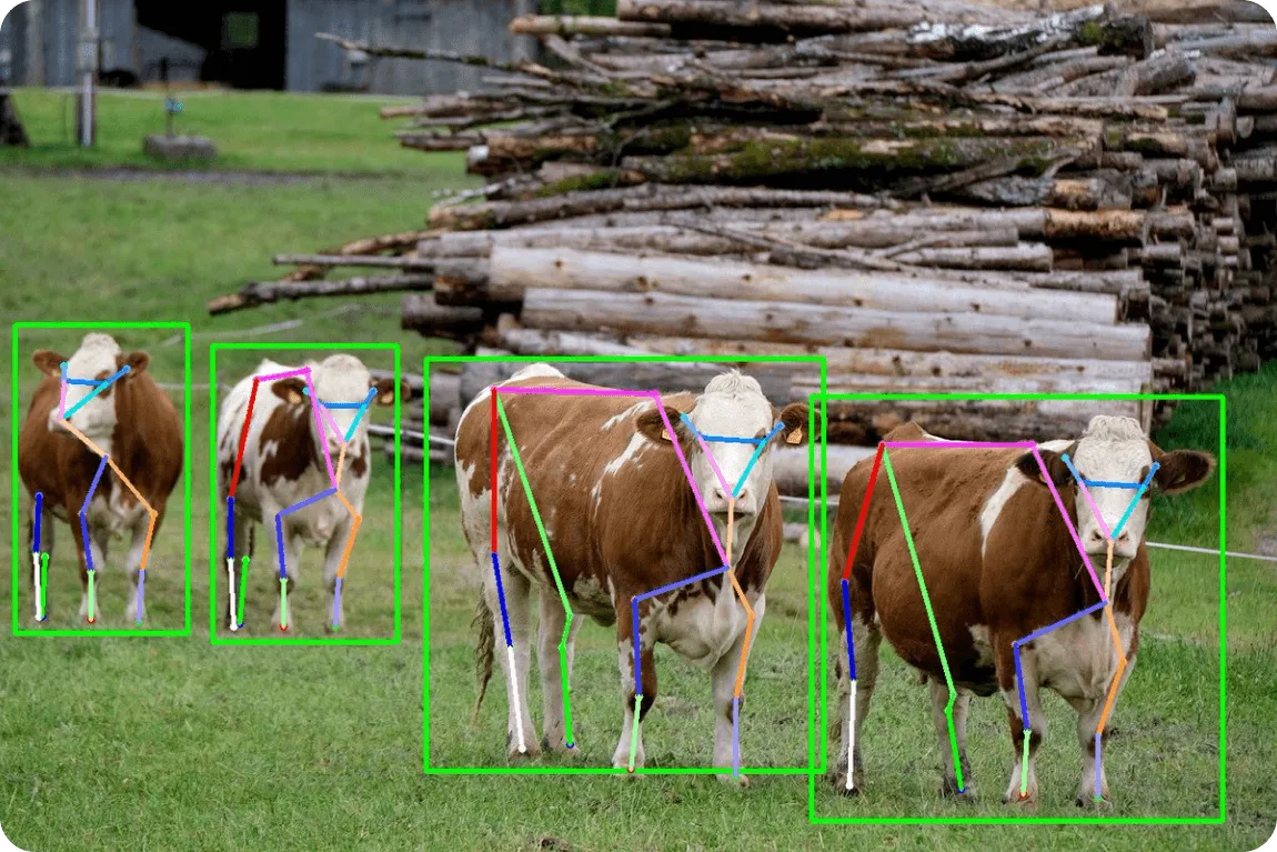 Visualização de estimativa de pose de vaca