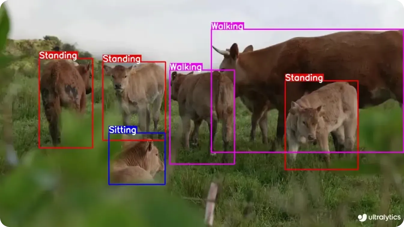Surveillance du comportement animal à l'aide de YOLO11
