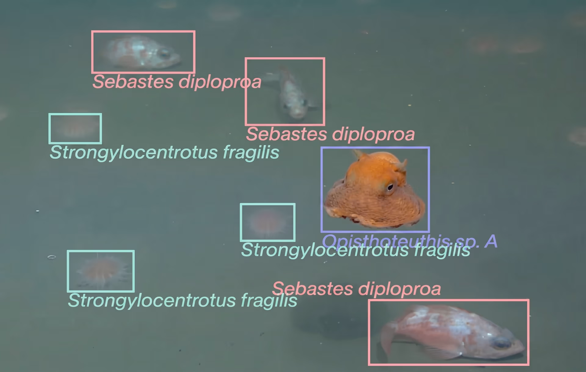 Marine species detection using public image annotations