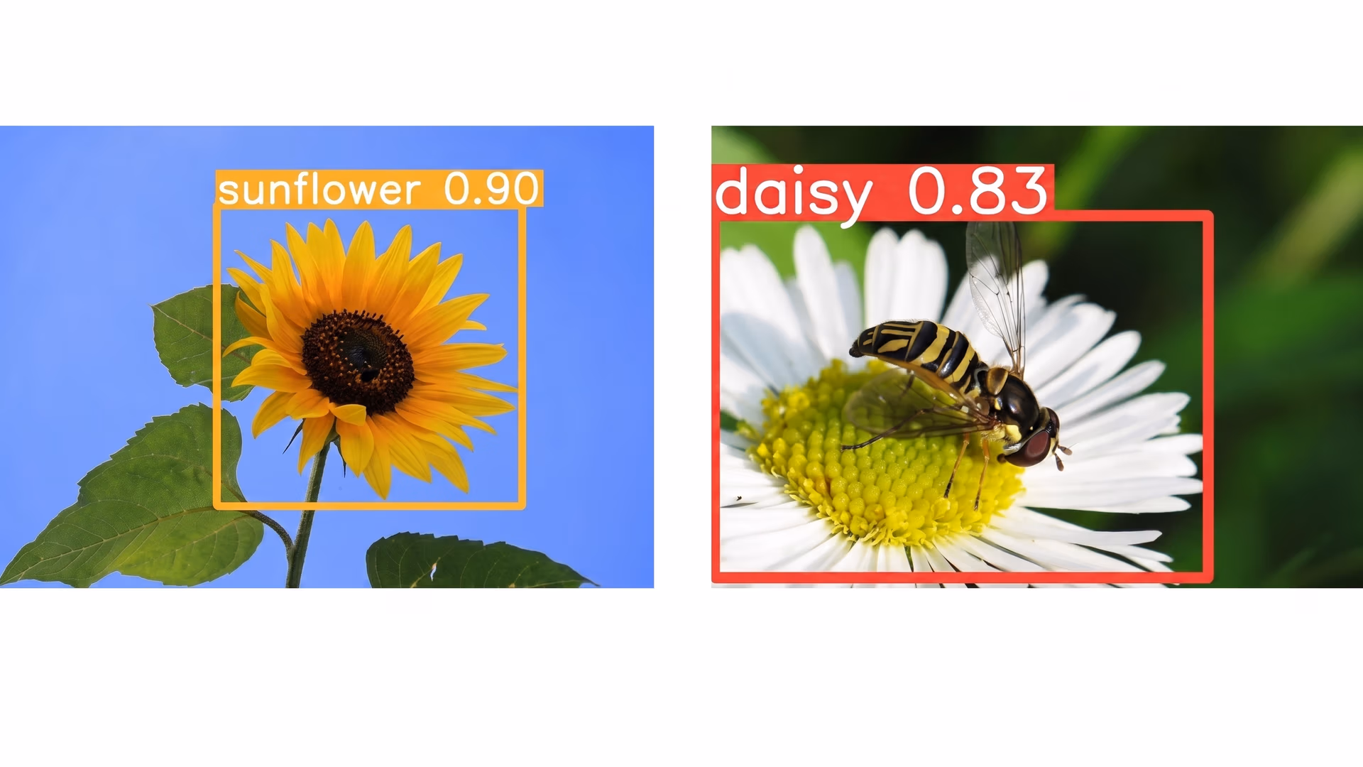 Farklı çiçek türlerini tanımlayan ve sınıflandıran computer vision modeli