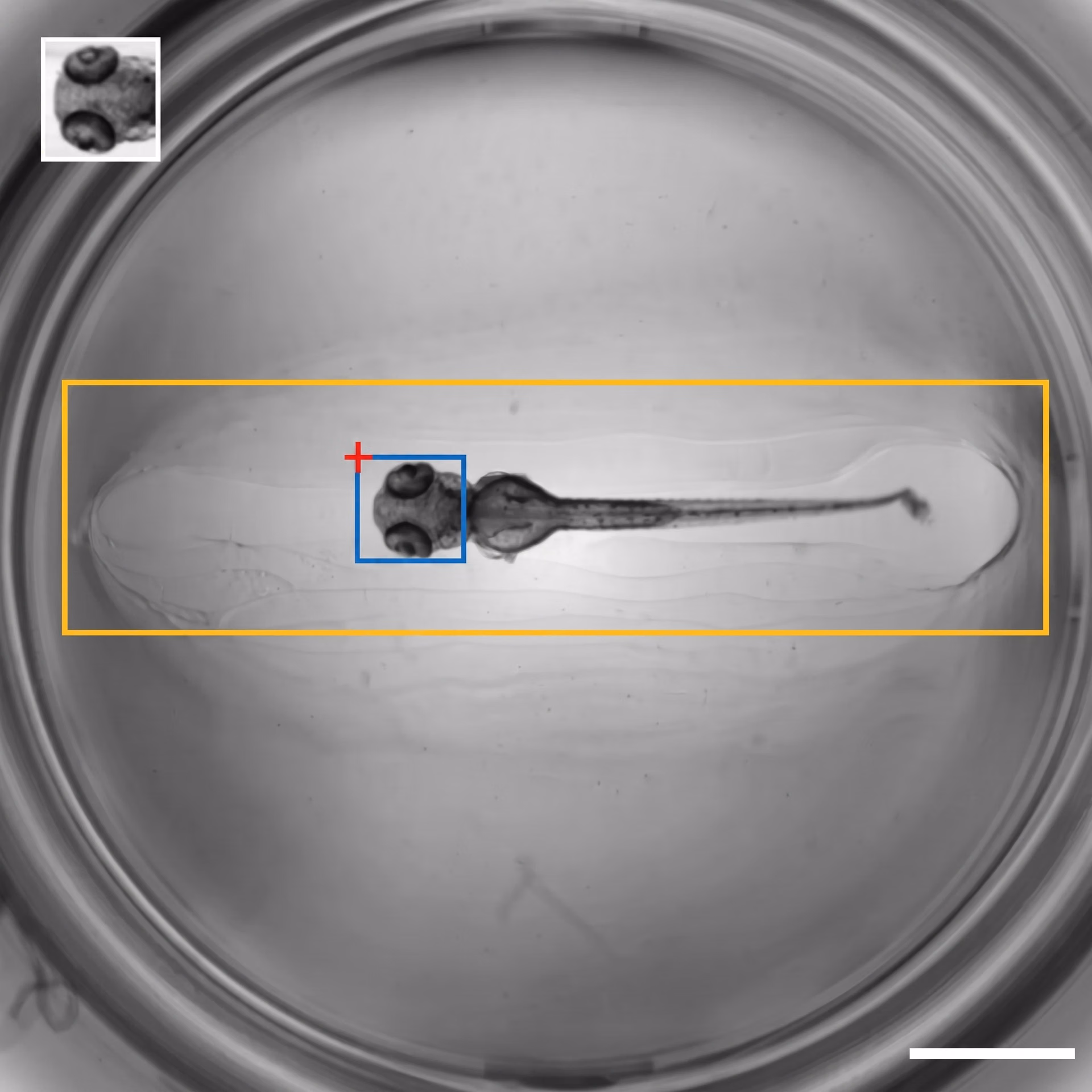 An example of template matching