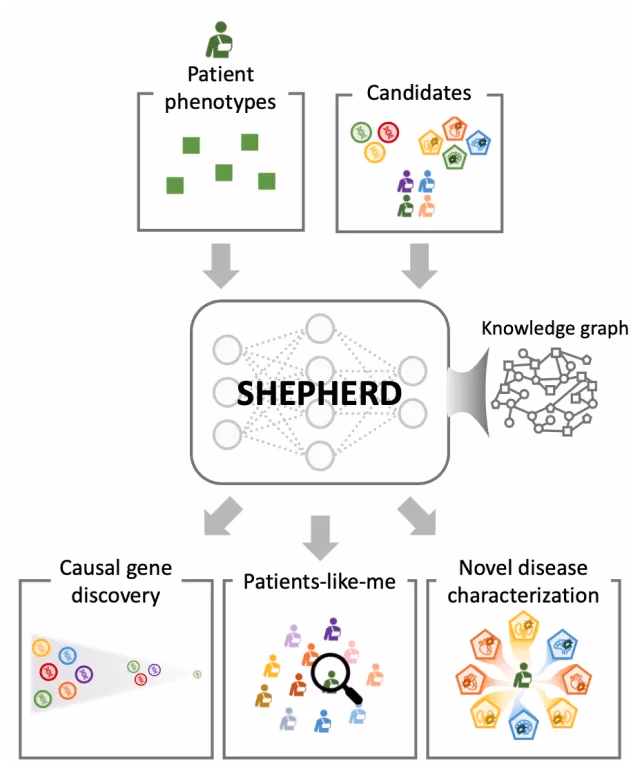 Le modèle SHEPHERD diagnostiquant des maladies rares à l'aide de données minimales