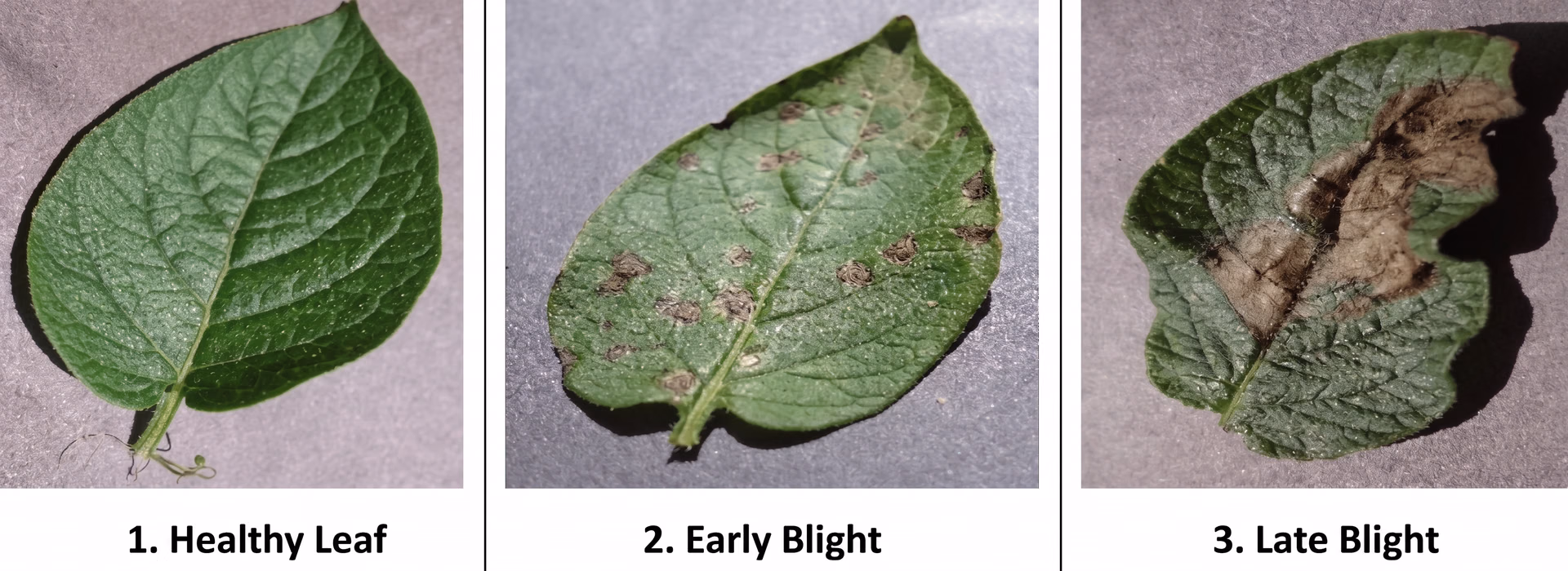An example of different classes of leaves from healthy to infected