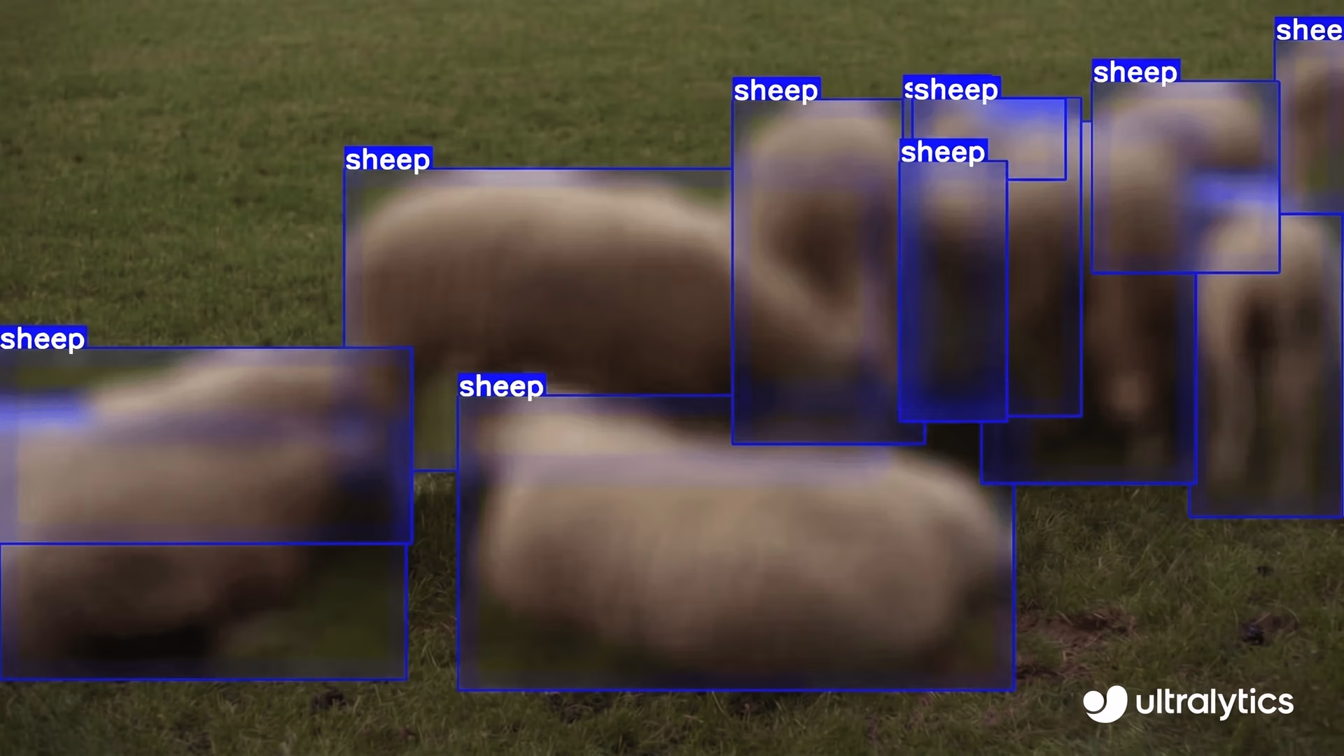 Utilisation d'Ultralytics YOLOv8 pour flouter des moutons sur une image
