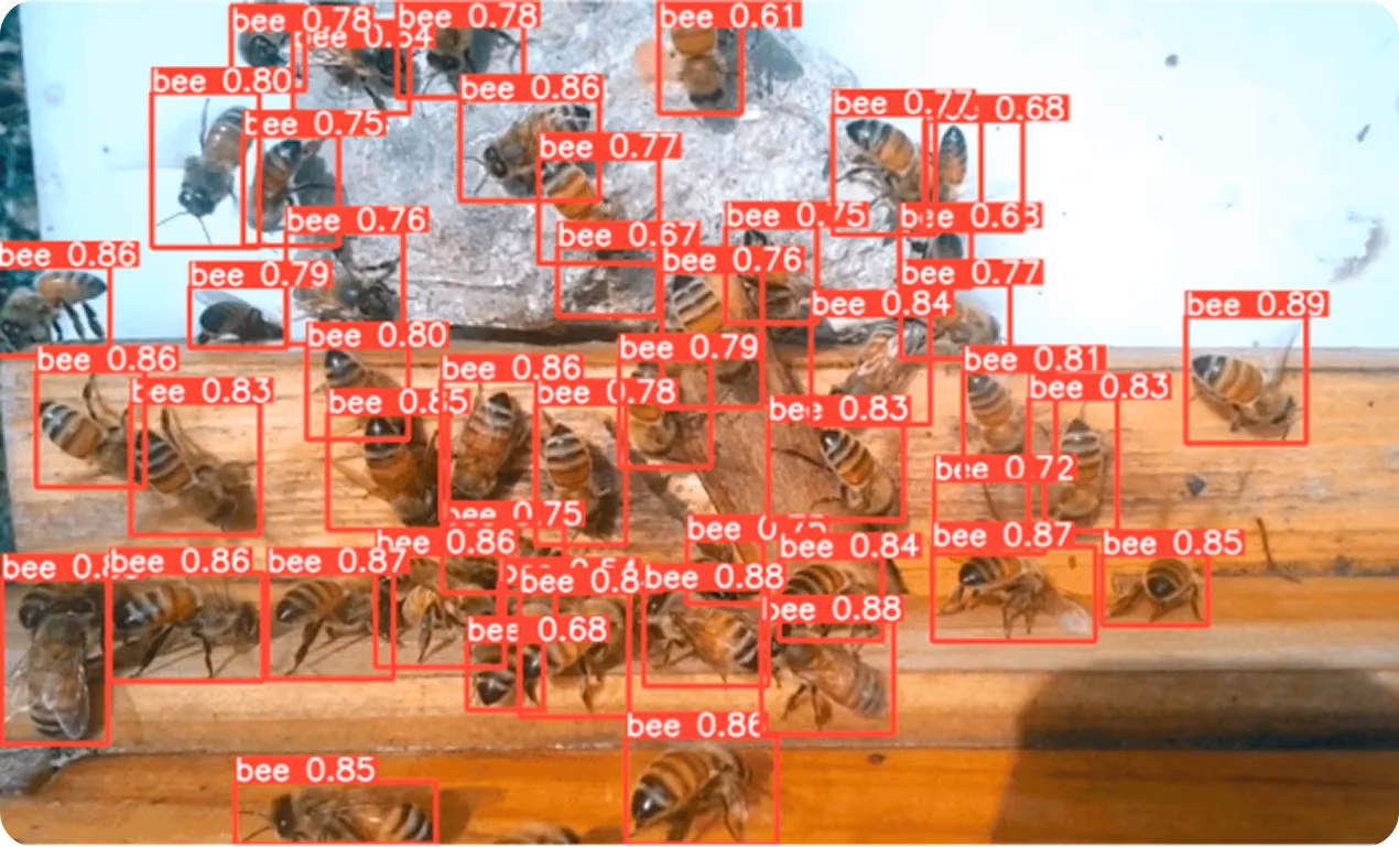 Detección de abejas en tiempo real usando visión artificial para rastrear la actividad de la colonia