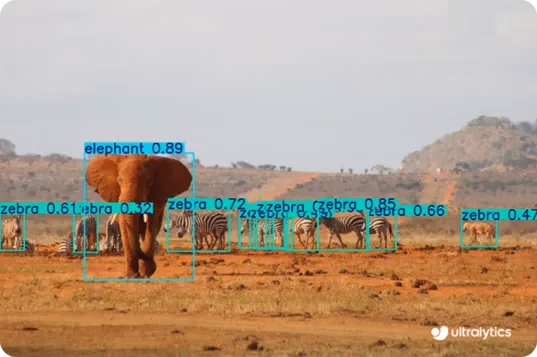 Detección de fauna silvestre mediante el modelo YOLO11 ajustado en una imagen nueva