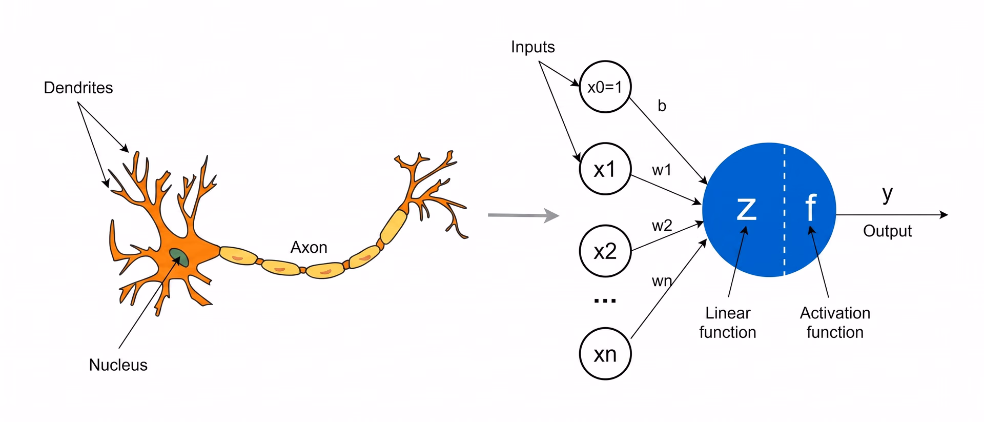 A perceptron is a single artificial neuron