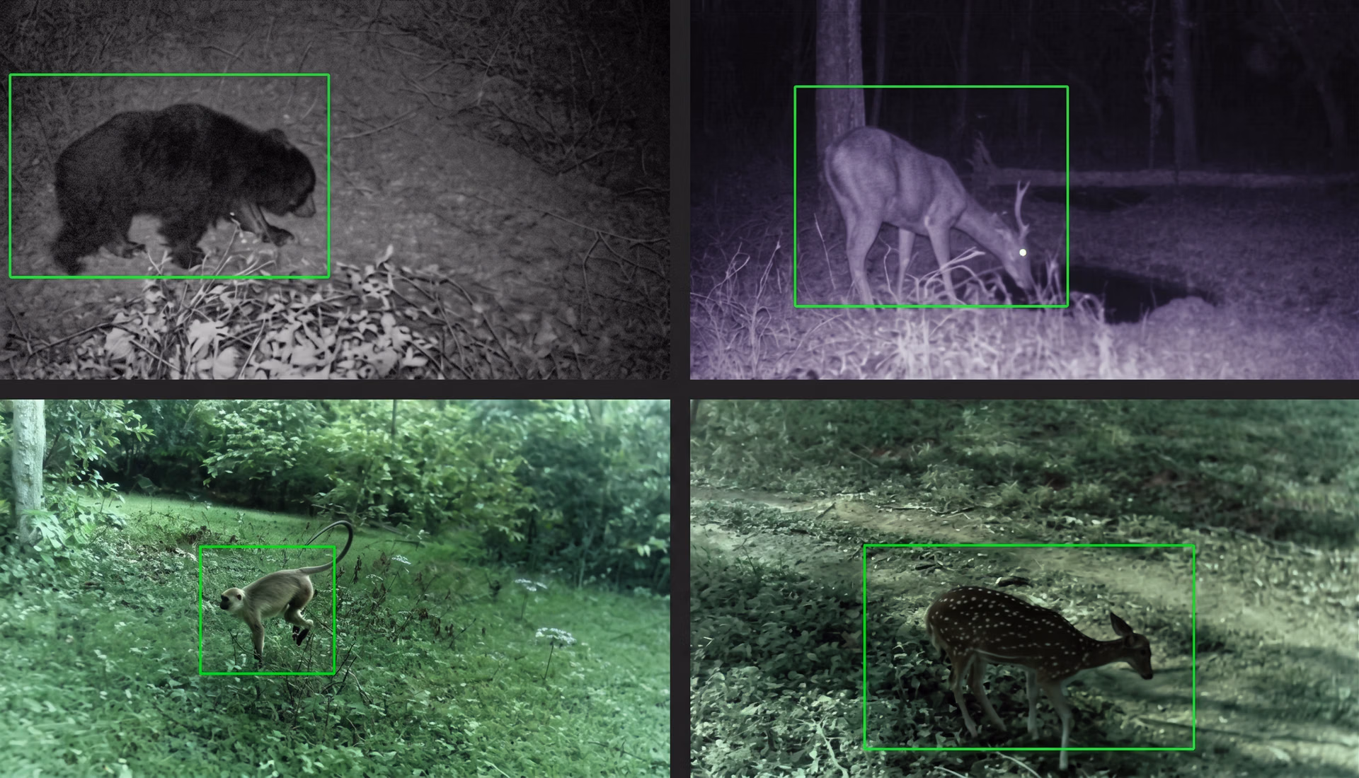 Object detection of animals for wildlife conservation