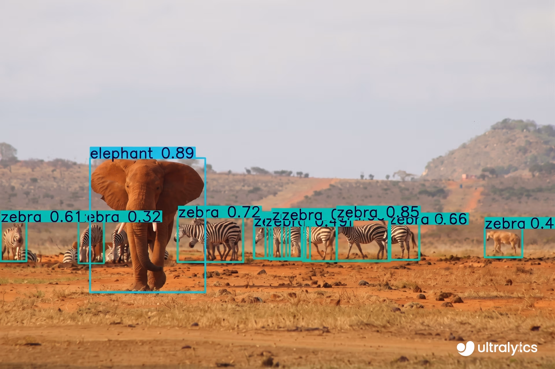Detección de fauna silvestre utilizando el modelo ajustado Ultralytics YOLO11 en una imagen no vista