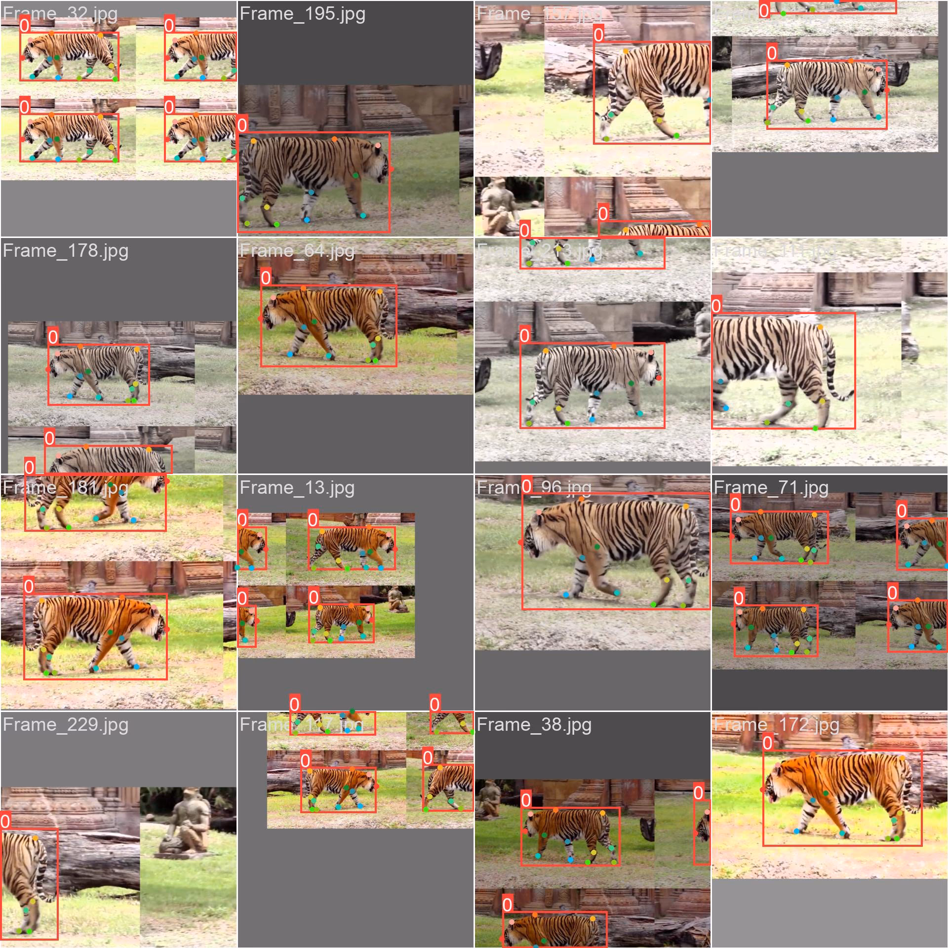 Tiger pose estimation dataset mosaic training batch
