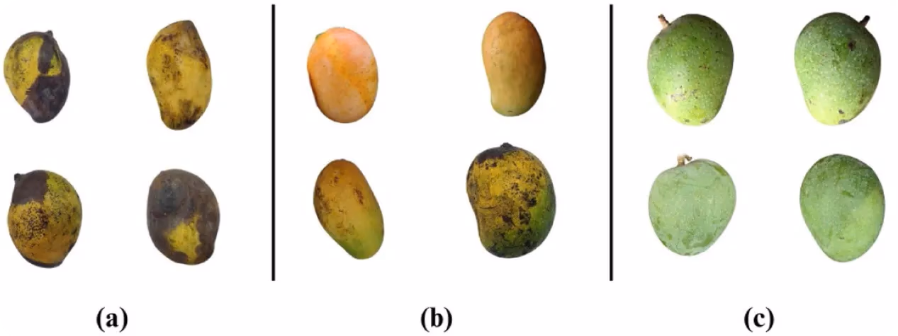 Mango a diversi livelli di maturazione: marcio, maturo e acerbo