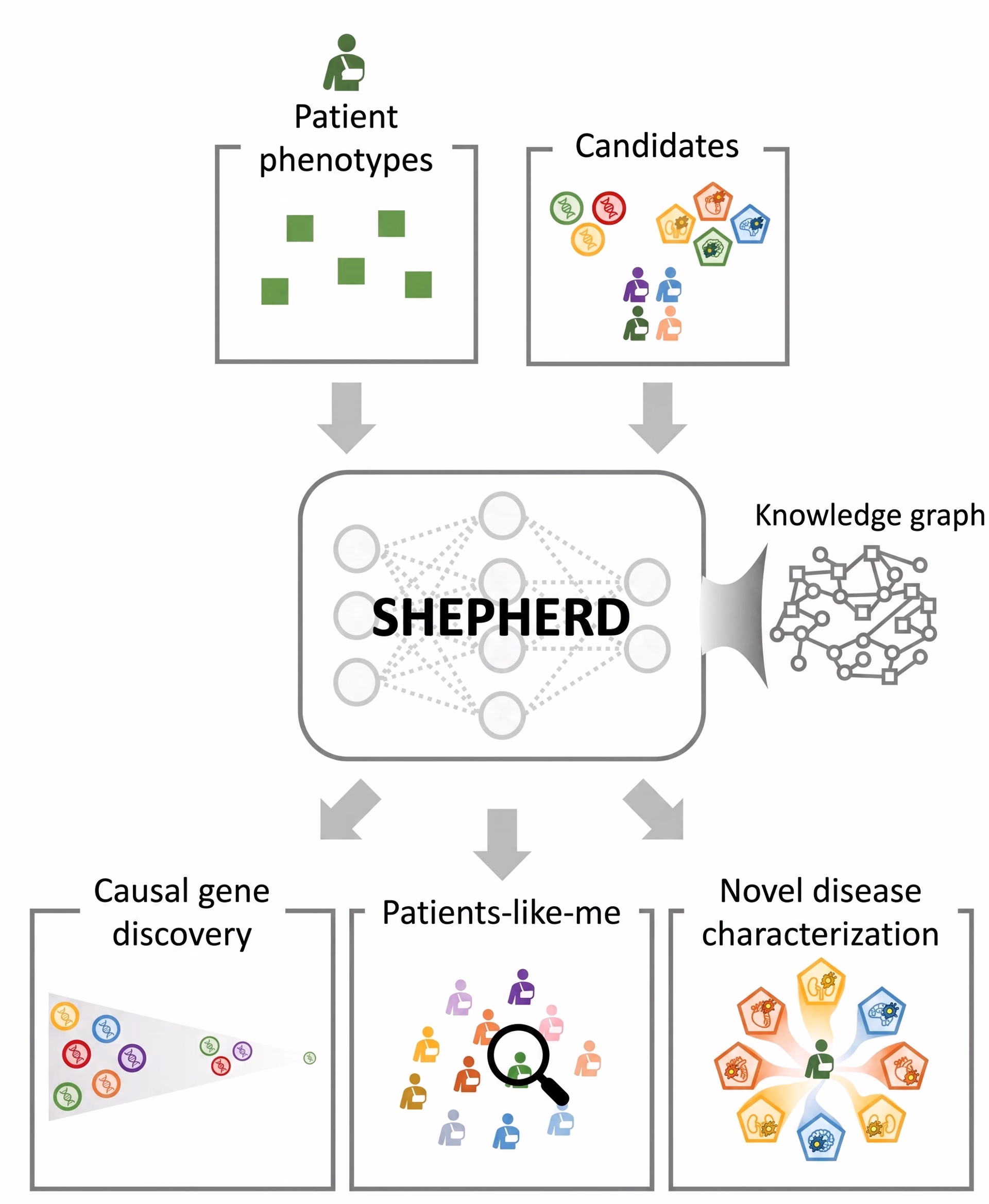 The SHEPHERD model diagnosing rare diseases using minimal data