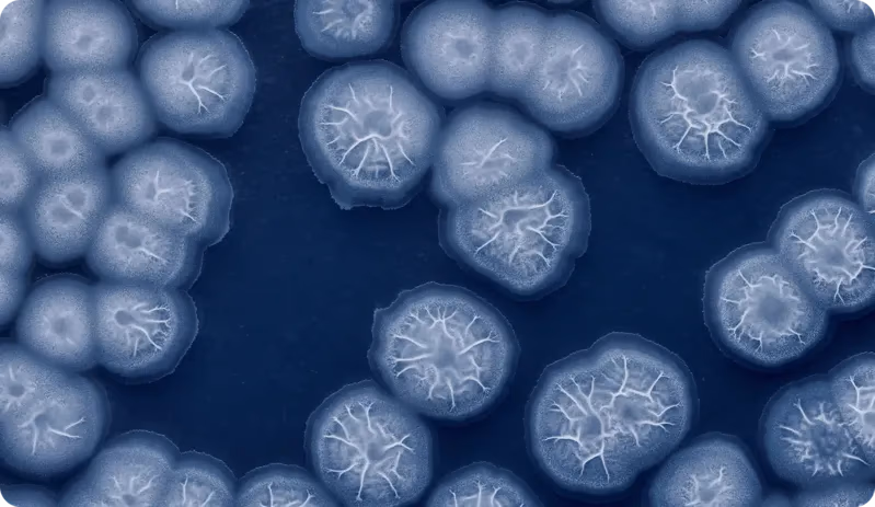 Vision AI segmenting individual cells in a microscopy image