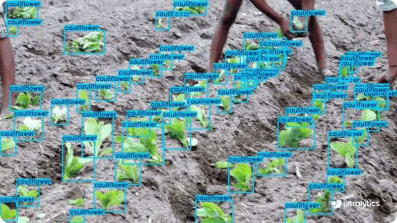 YOLO11 che rileva verdure in un campo