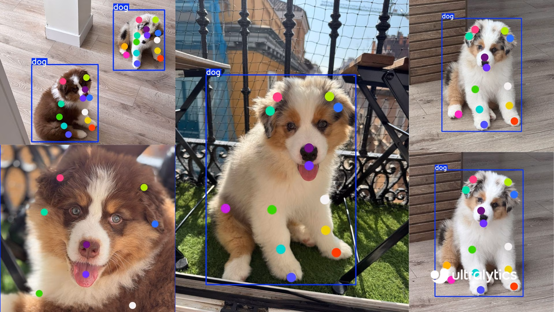 Ultralytics Dog-Pose display image