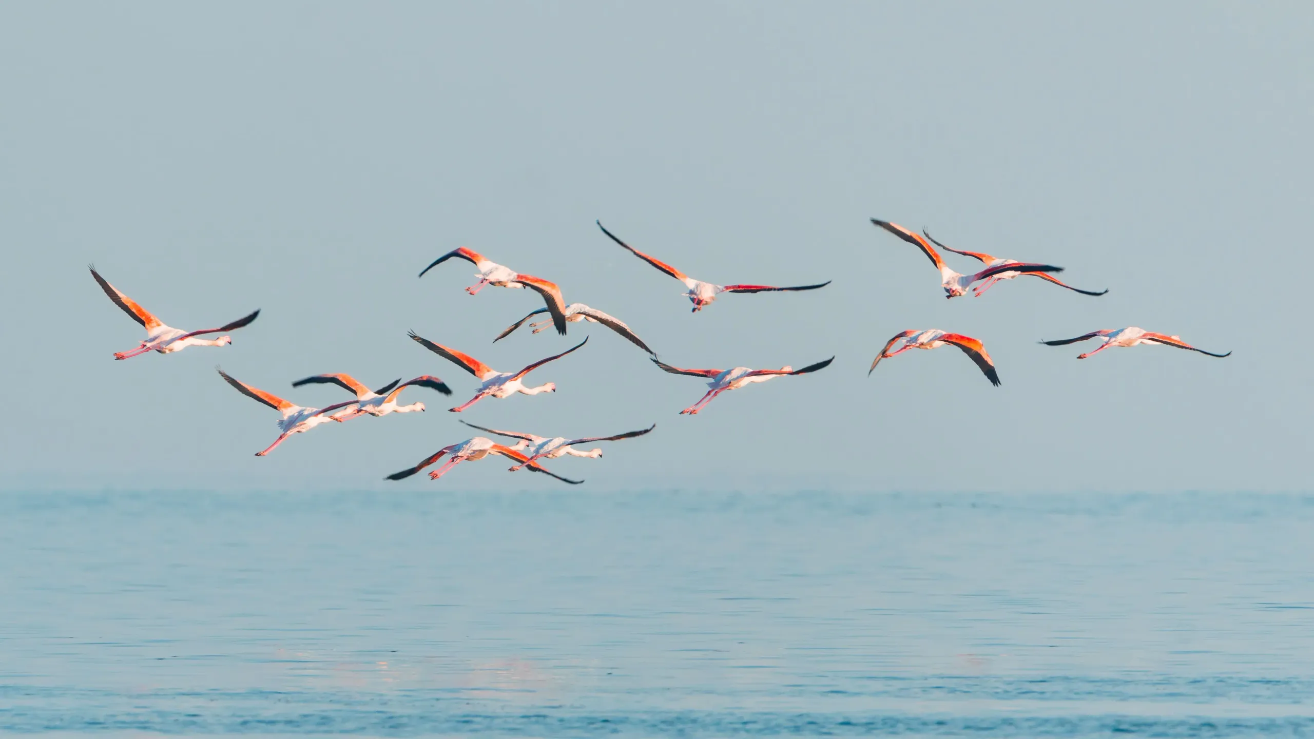 La vision par ordinateur propulsant des jumelles d'ornithologie intelligentes