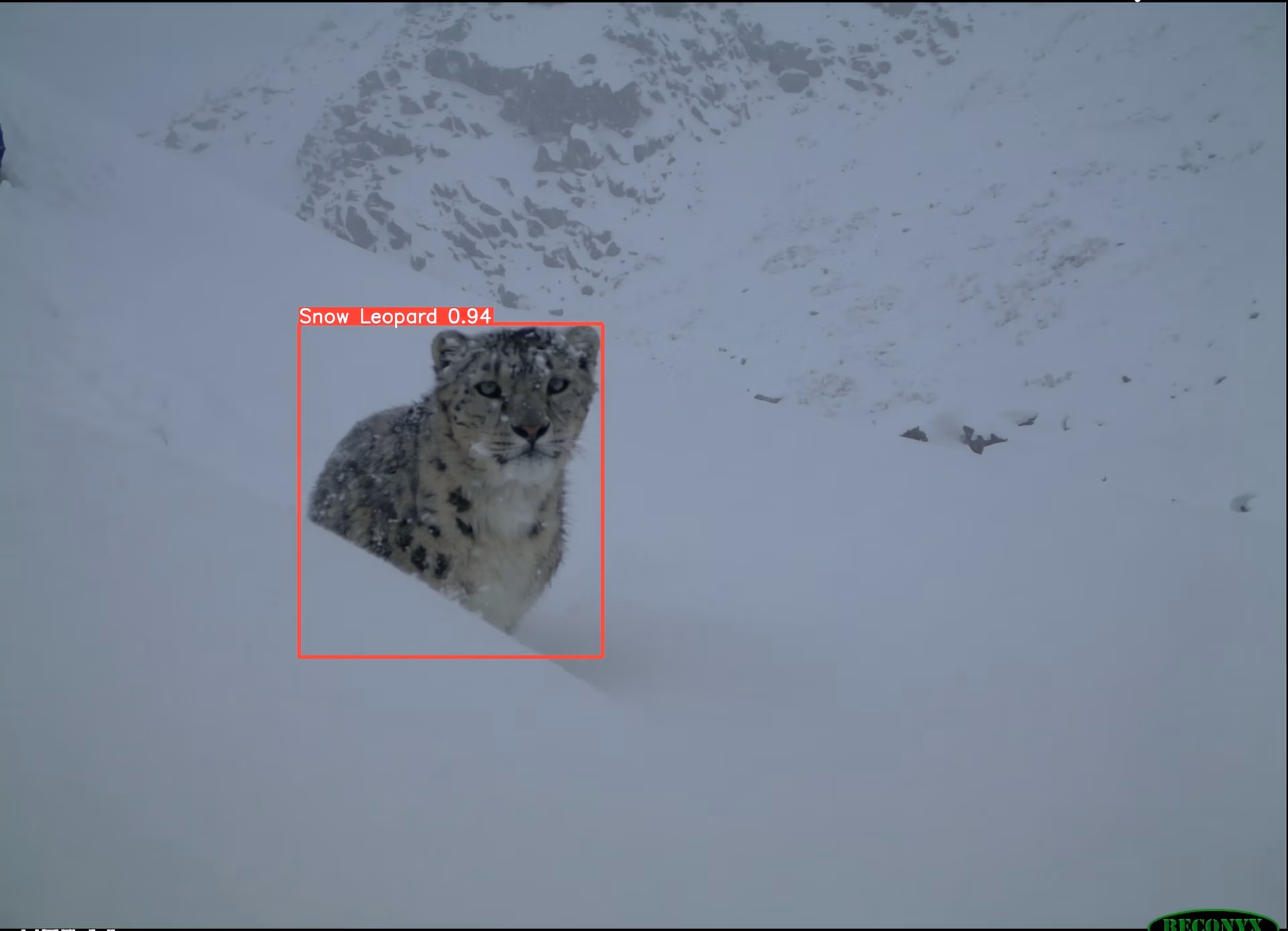 Snow Leopard Detected With YOLOv5