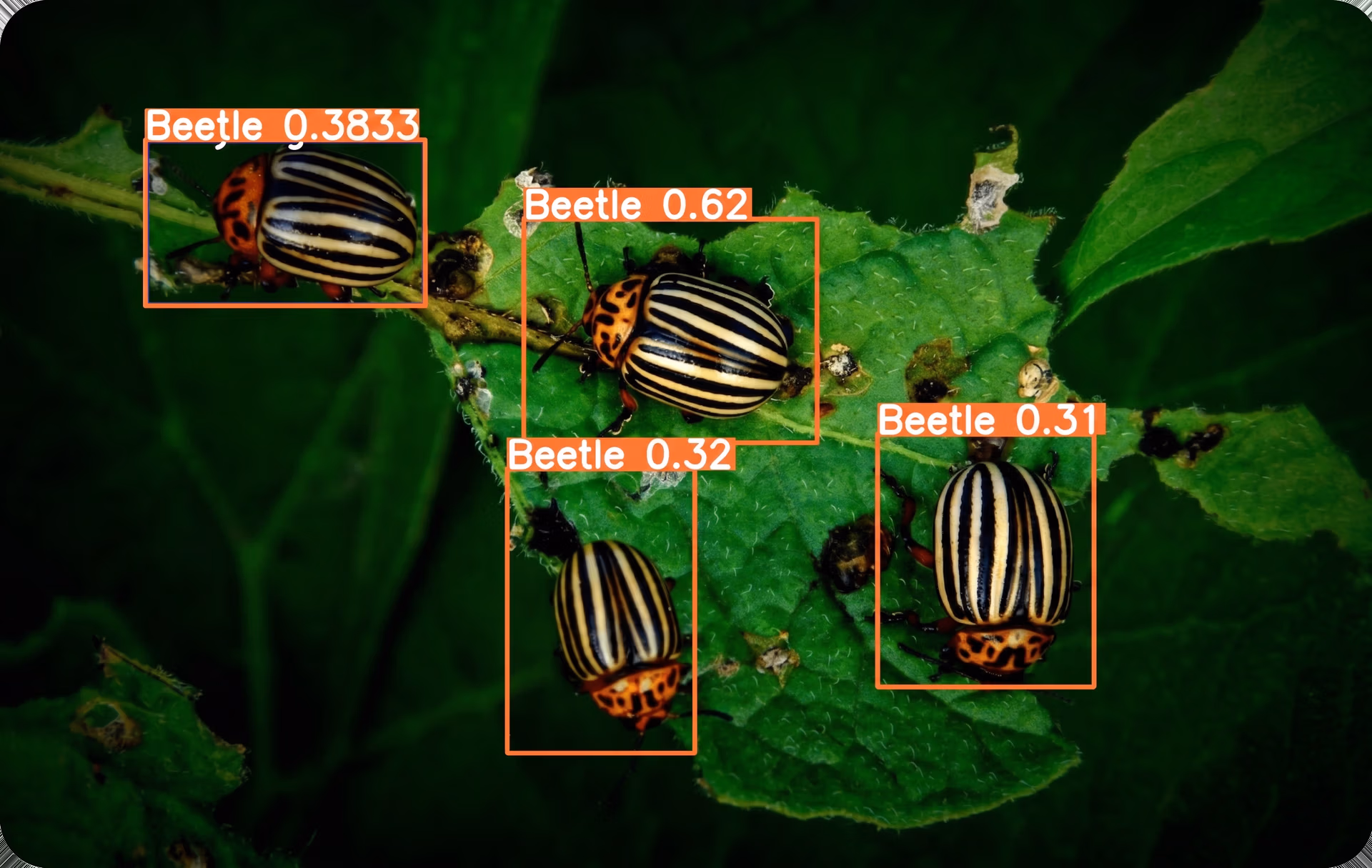 Pre-trained Ultralytics YOLOv8 model detecting and classifying beetles with confidence scores