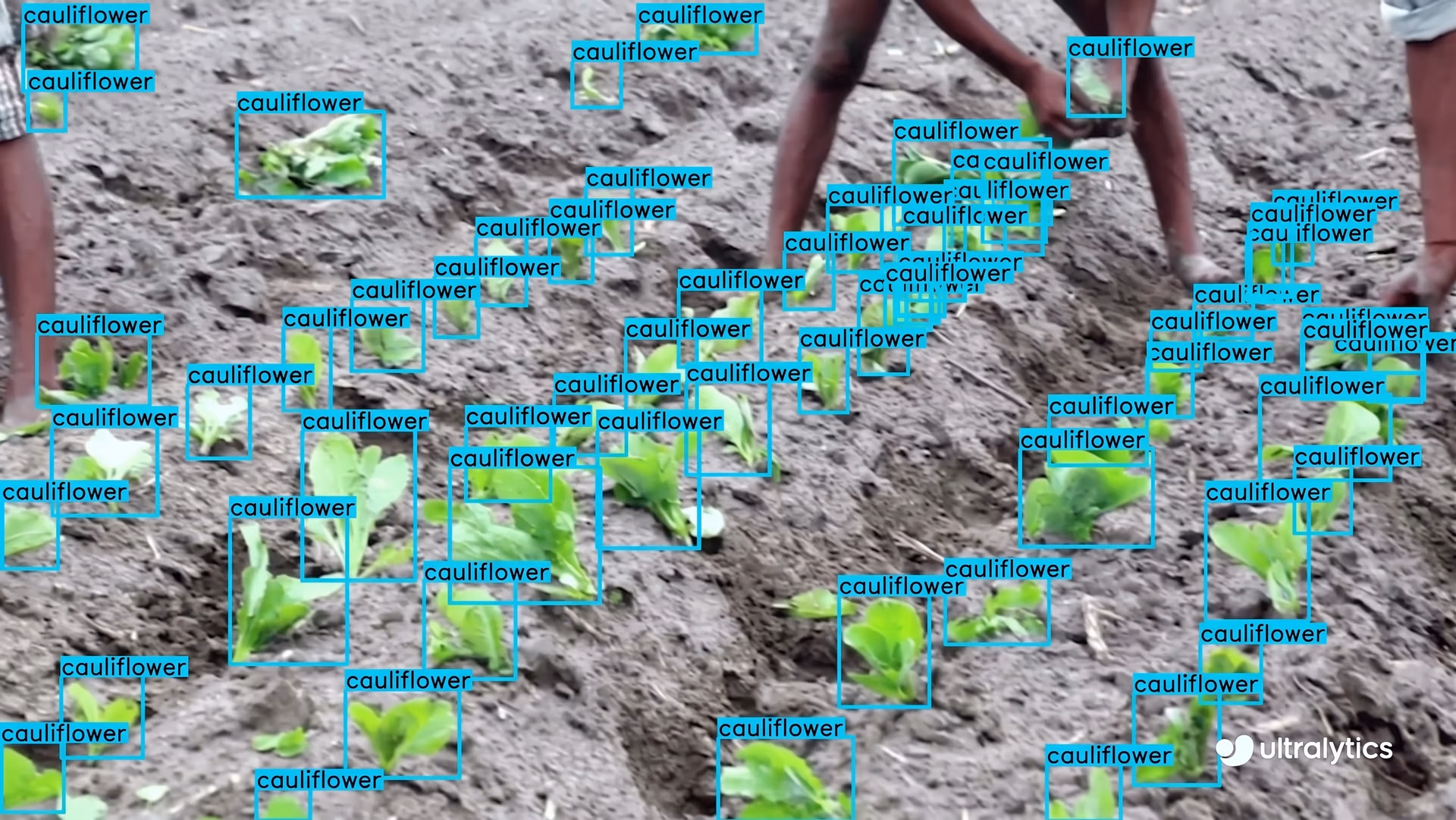 Ultralytics YOLO11 being used to detect crops