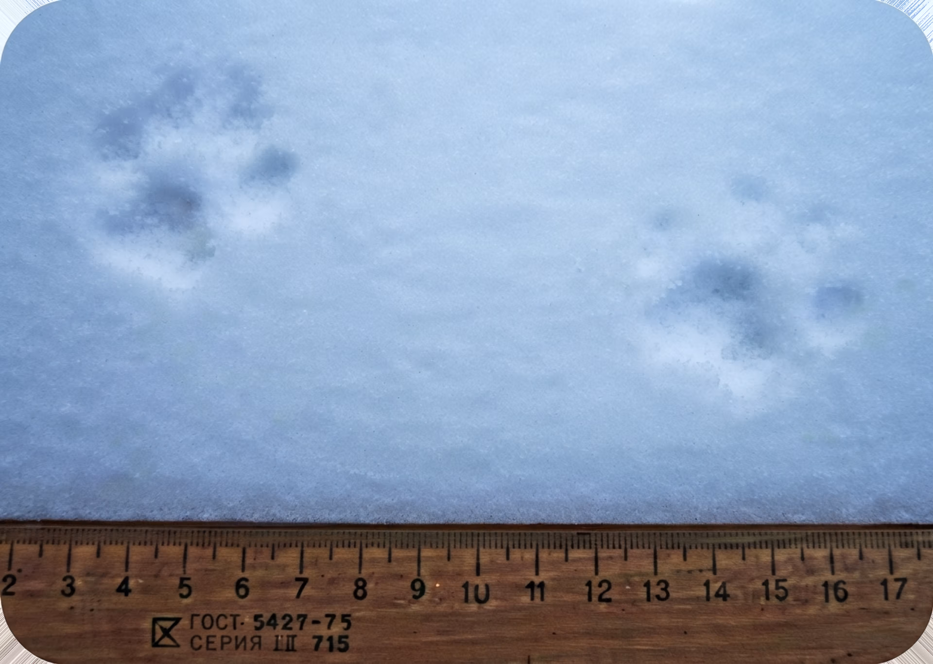Leopard footprints preserved in fresh snow