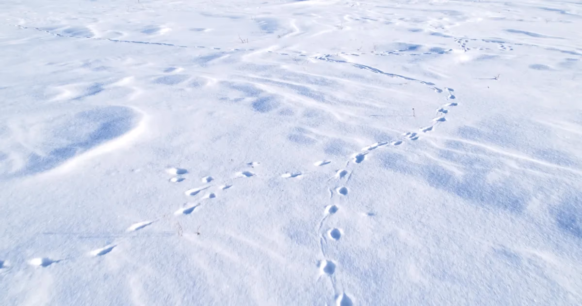 Tierspuren im Schnee analysiert mit Computer Vision