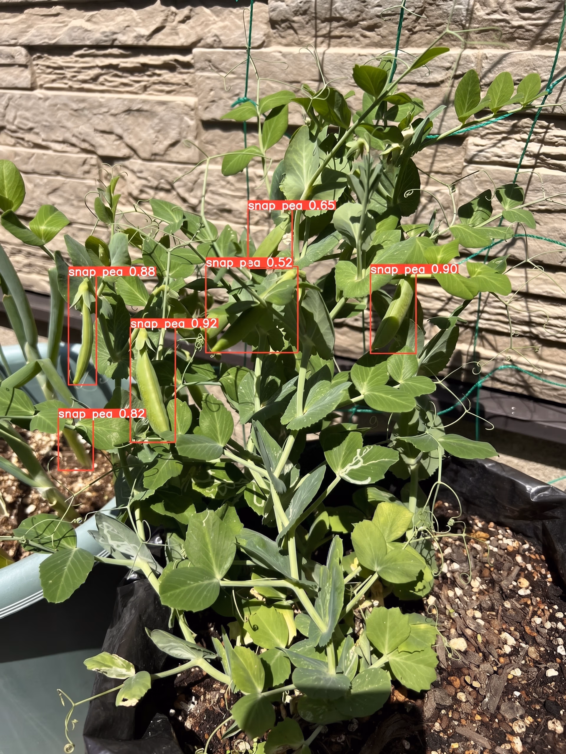 Snap Pea Detection with YOLOv5